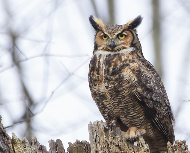 Owls of Ohio Lake Metroparks